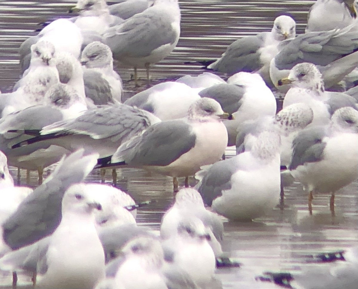 Ring-billed Gull - ML524082551