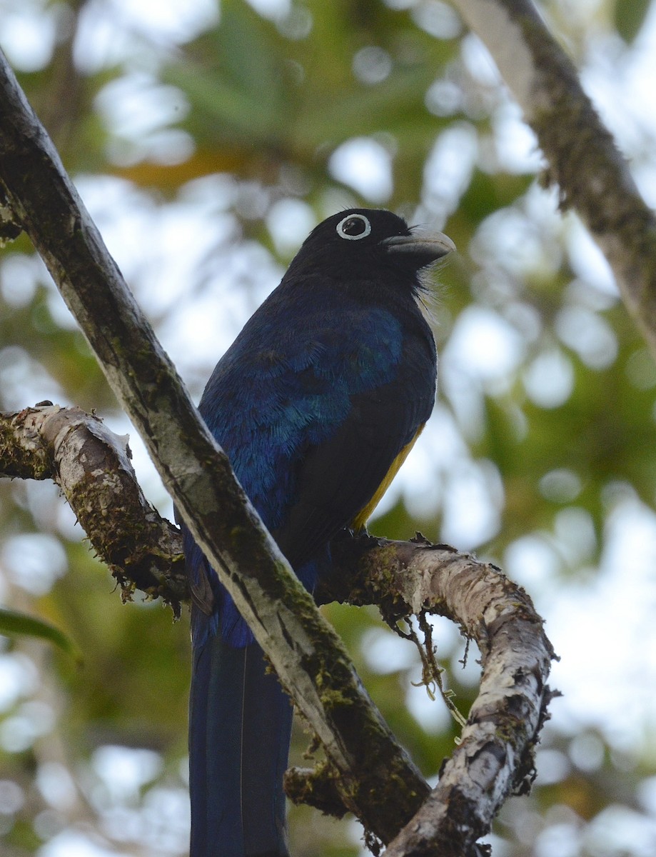 White-tailed Trogon - Andrew Mack