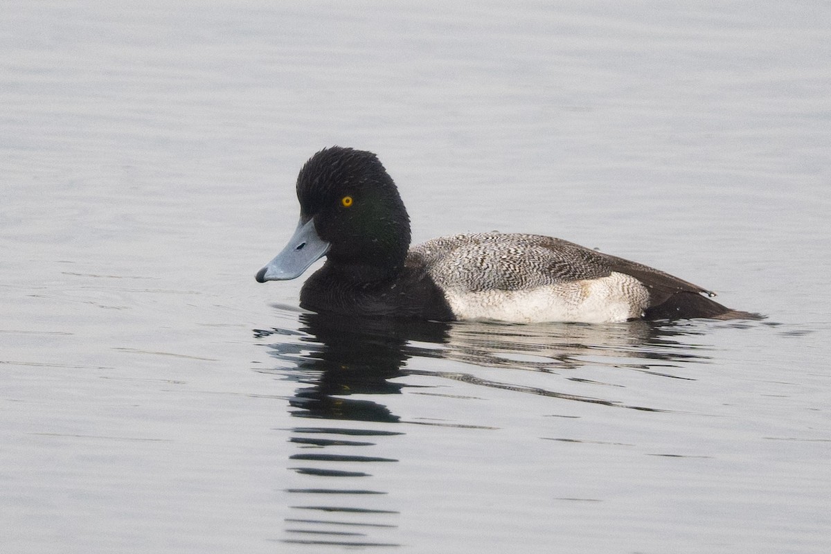 Lesser Scaup - ML524083121