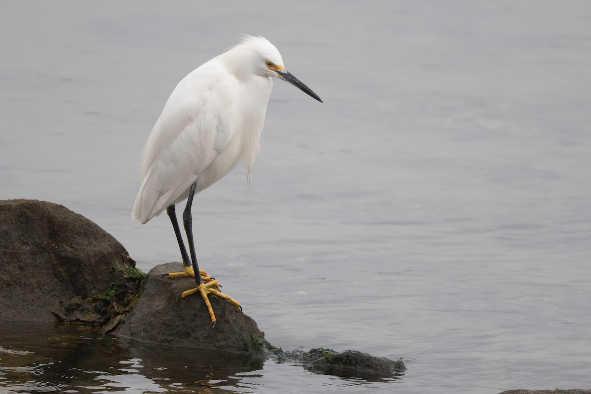 Snowy Egret - ML524083231