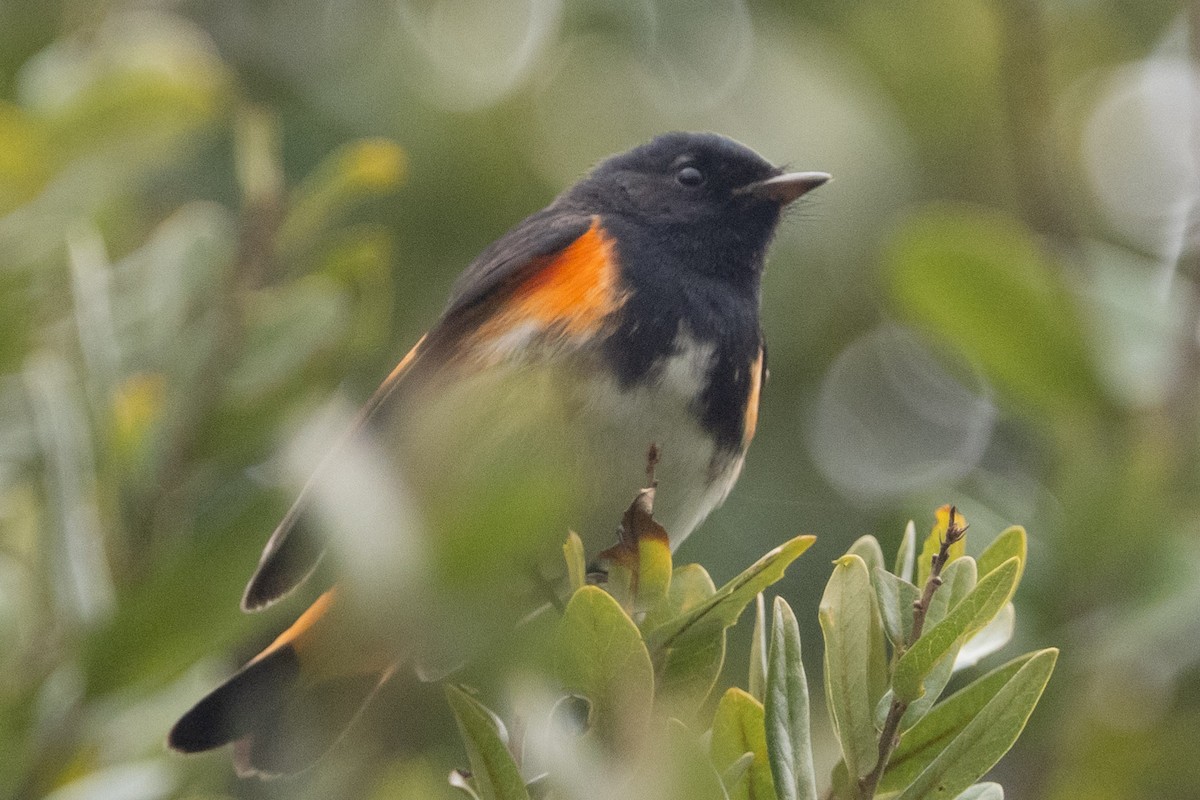 American Redstart - ML524083291