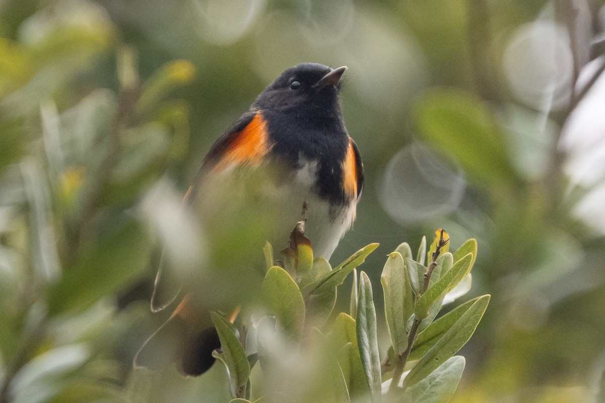 American Redstart - ML524083361