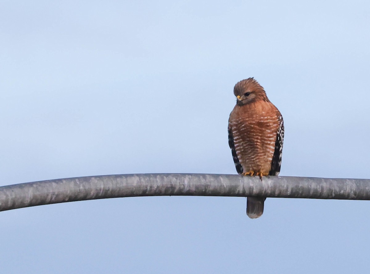 Red-shouldered Hawk - ML524085241