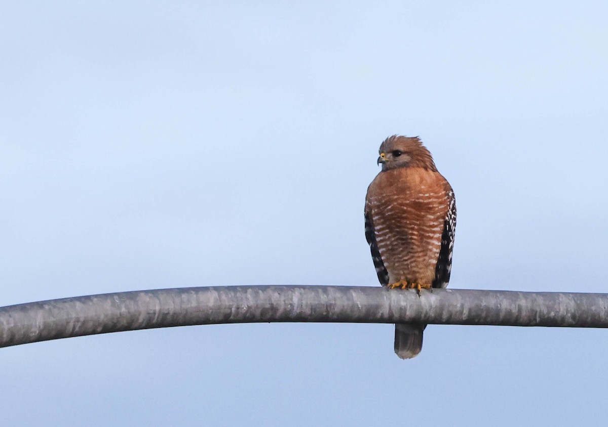 Red-shouldered Hawk - ML524085311