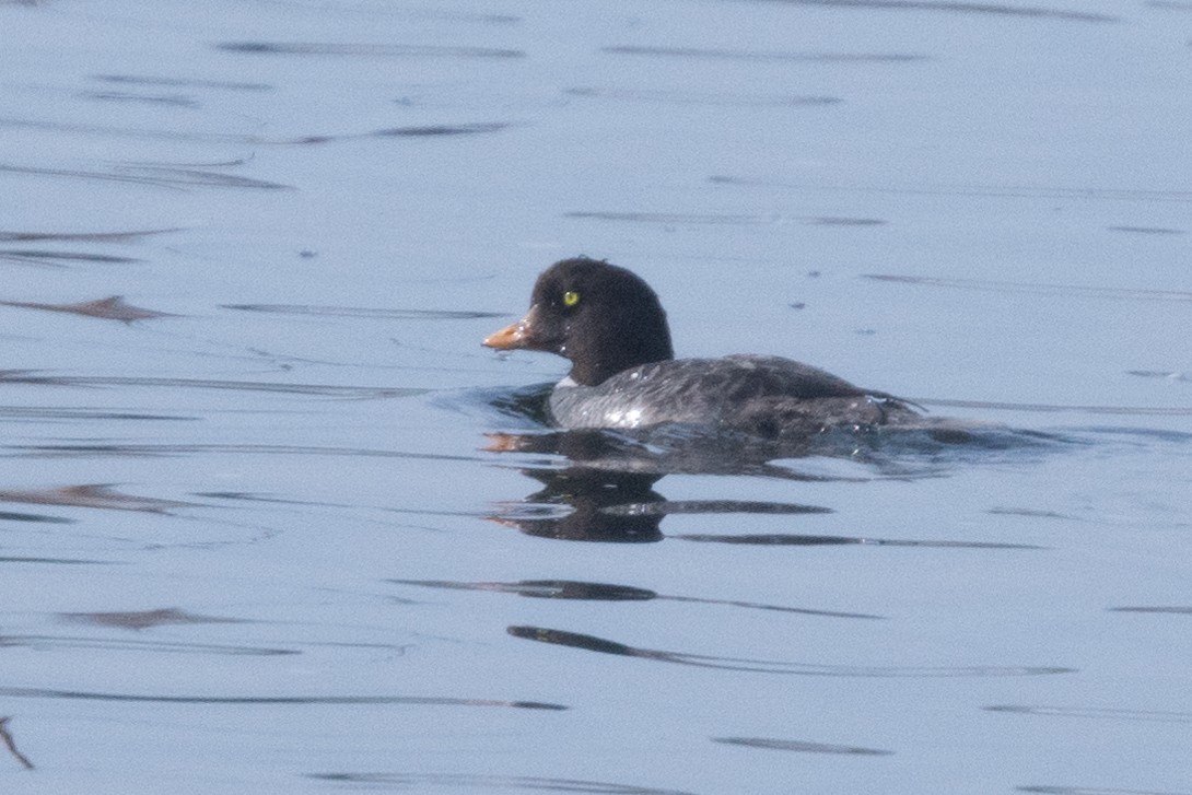 Barrow's Goldeneye - Liz West