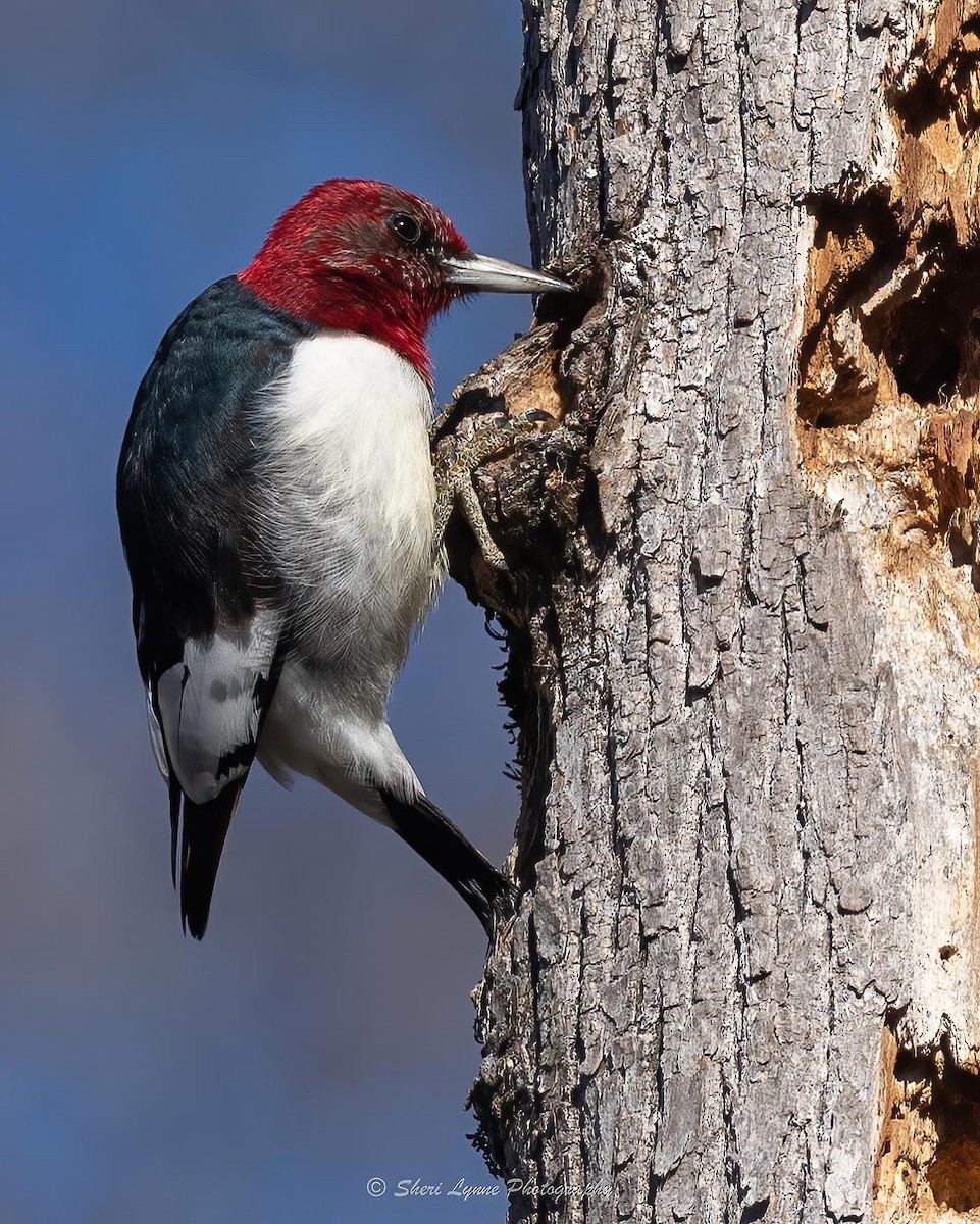 Red-headed Woodpecker - ML524087301