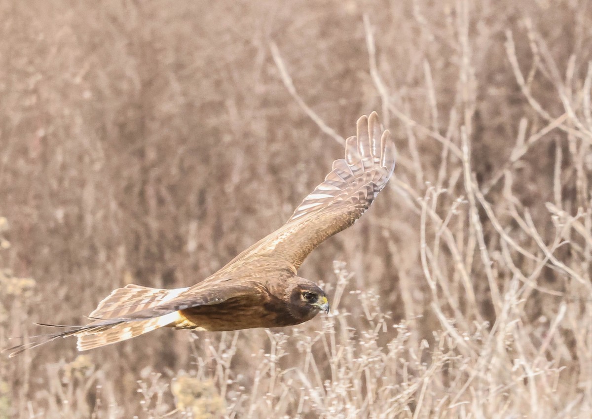 Northern Harrier - ML524088701