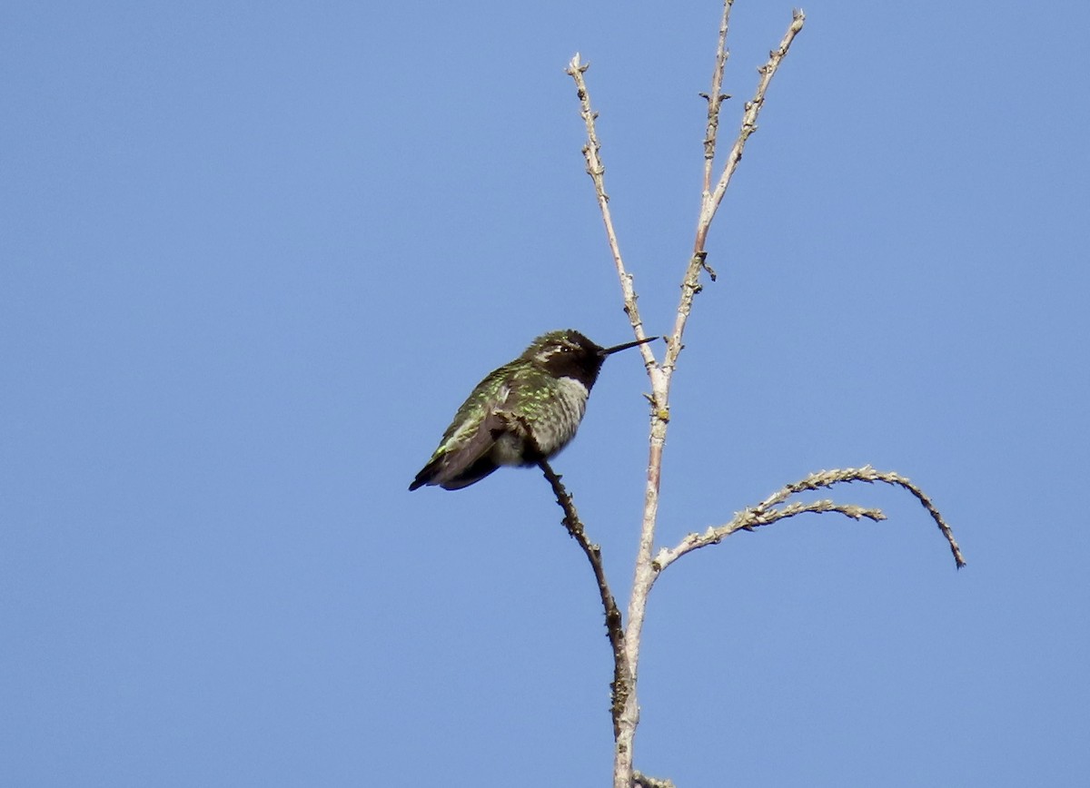 Anna's Hummingbird - ML524089041
