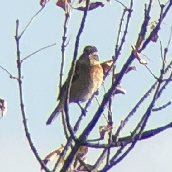 Rose-breasted Grosbeak - ML524089571