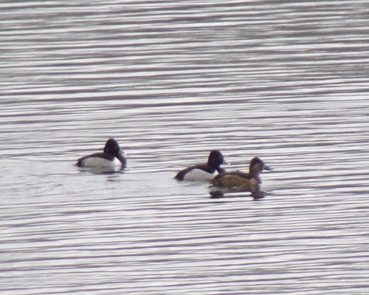 Ring-necked Duck - Kathy Rickey