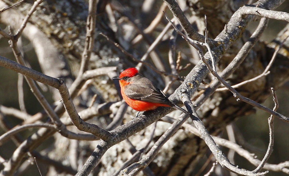 Vermilion Flycatcher - ML524089641