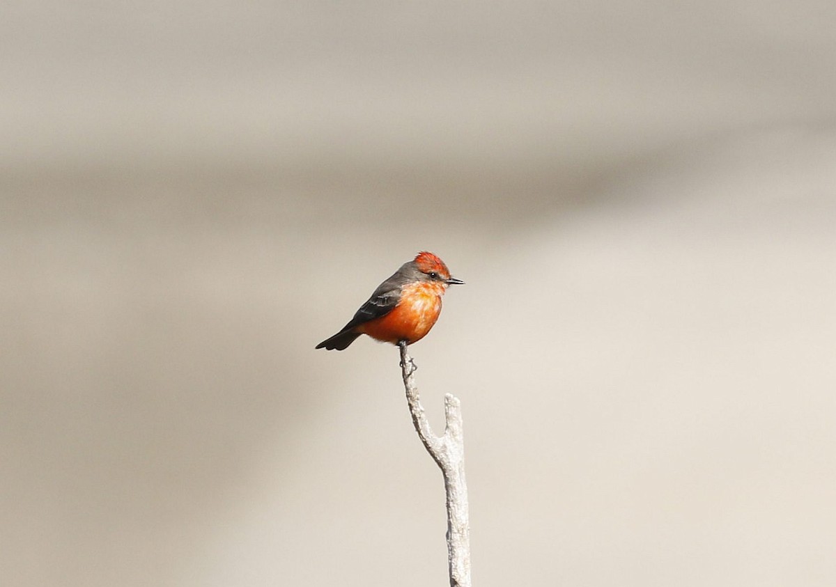 Vermilion Flycatcher - ML524089651
