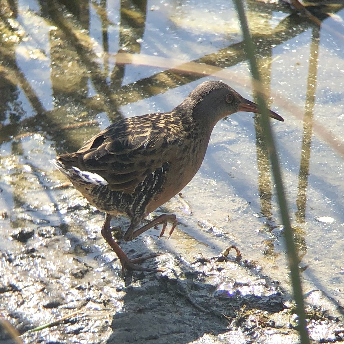 Virginia Rail - Andrew Guttenberg