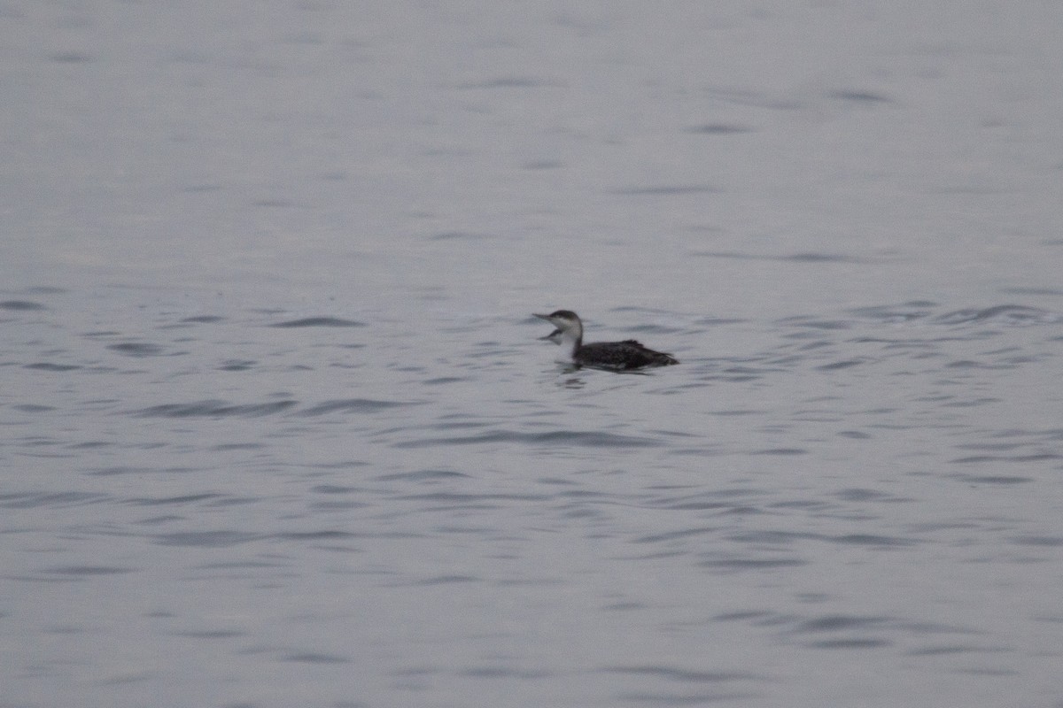 Red-throated Loon - ML524091081