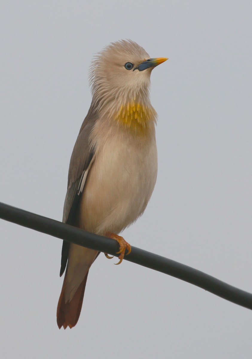 Chestnut-tailed Starling - David Stejskal