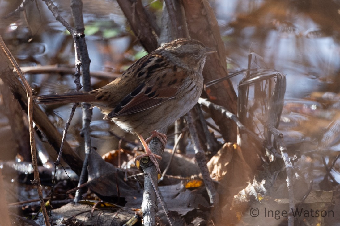 Swamp Sparrow - ML524091341