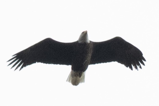 Bald Eagle - ML524091881