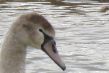 Mute Swan - ML524092141