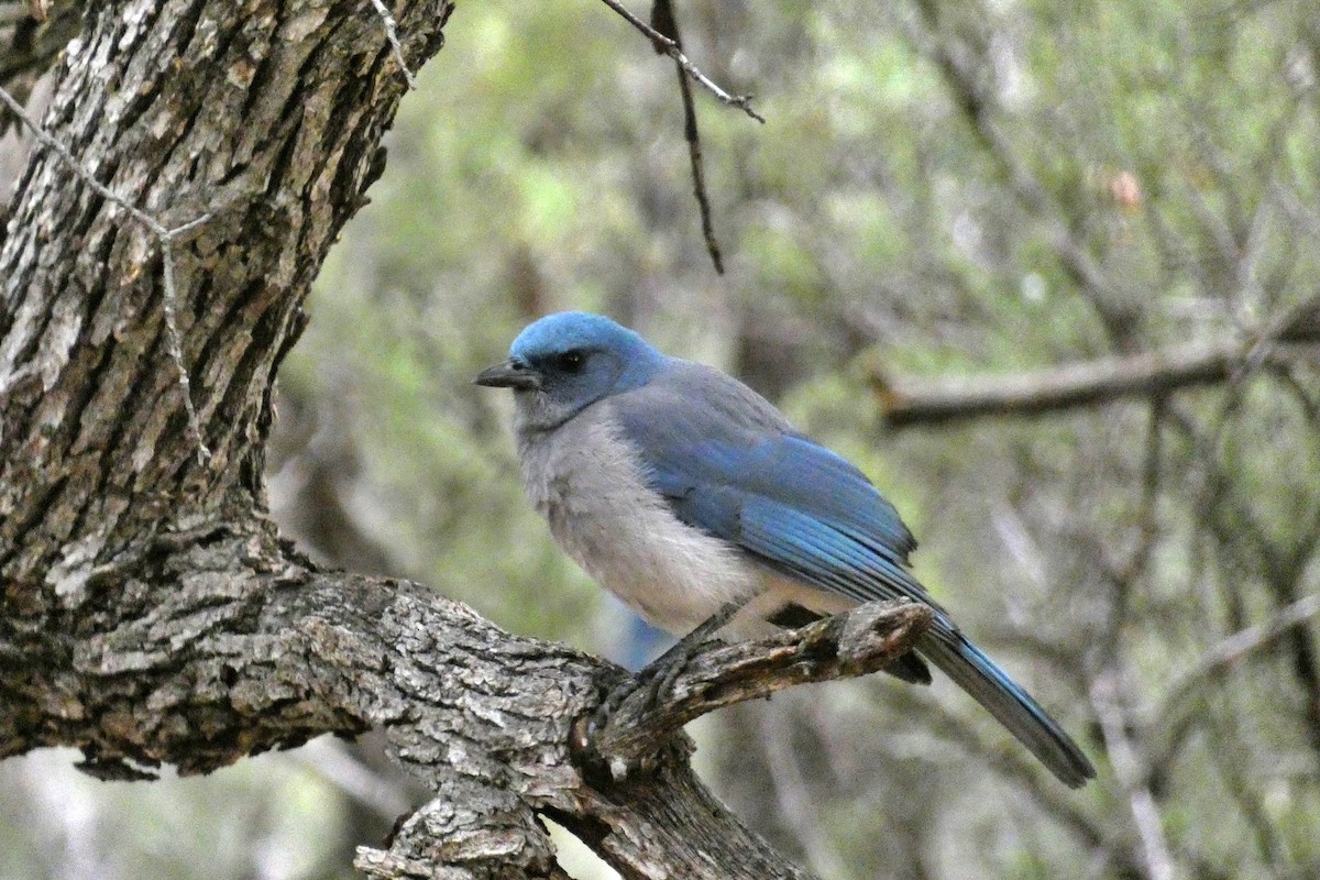 Mexican Jay - ML524092271