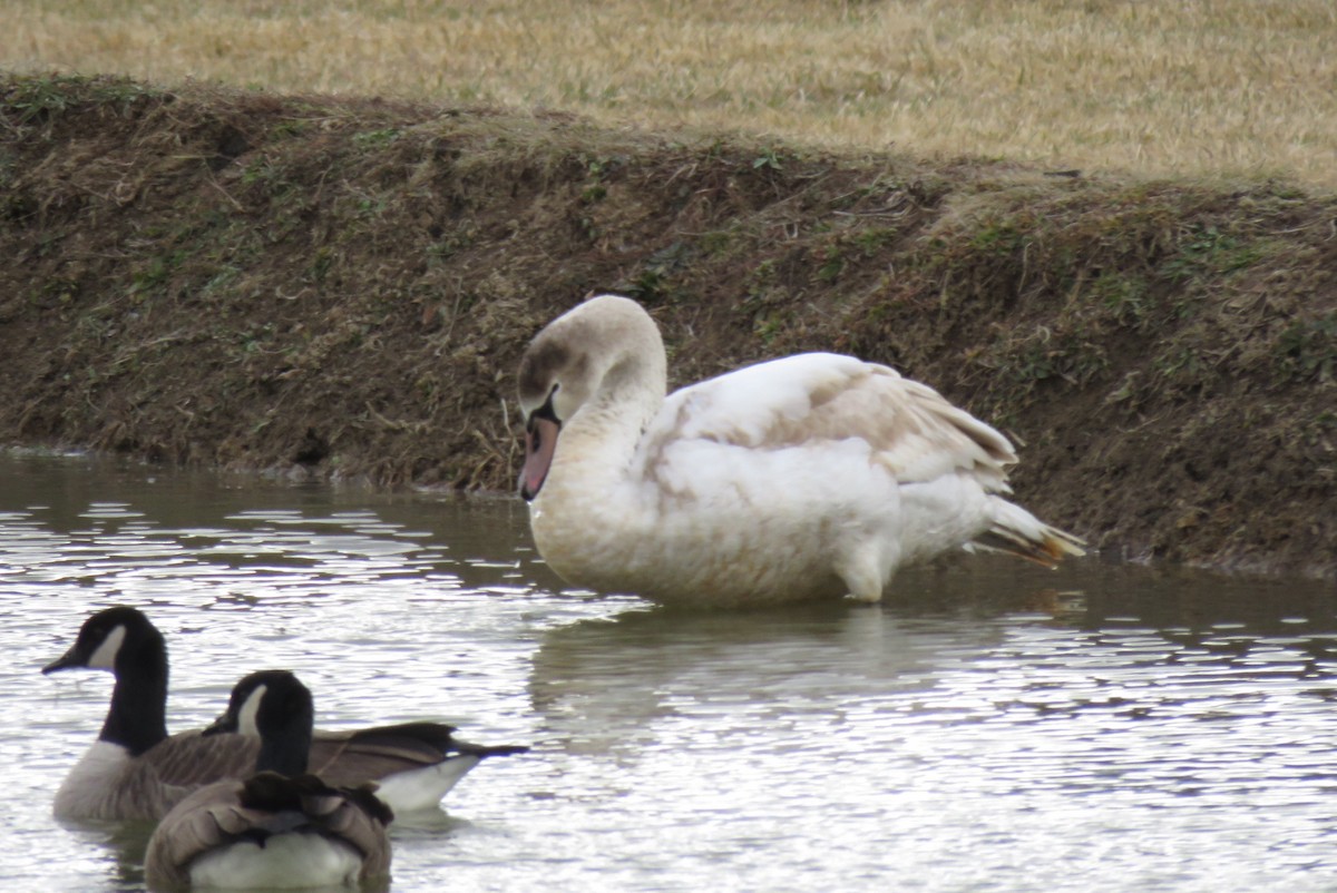 Mute Swan - ML524092571