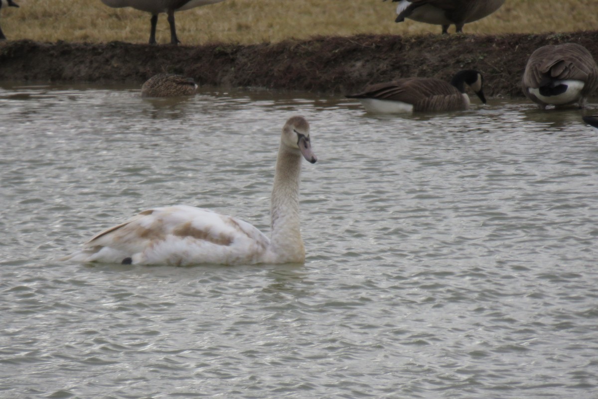 Mute Swan - ML524092581