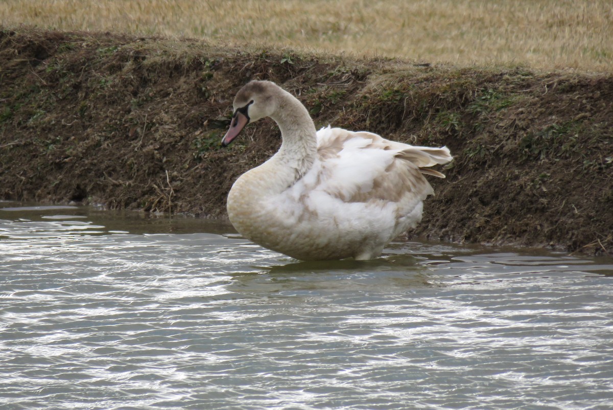 Mute Swan - ML524092591