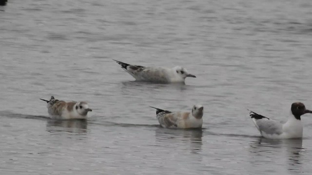 Brown-hooded Gull - ML524092711
