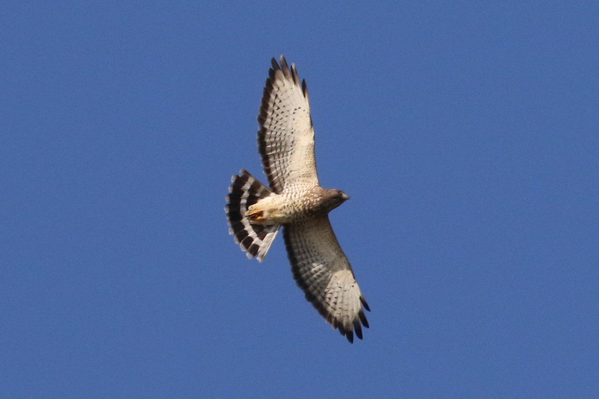 Broad-winged Hawk - Dan Jones