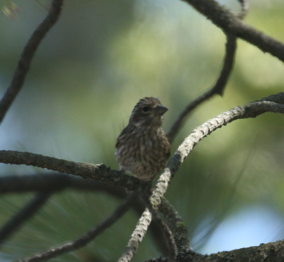 Cassin's Finch - ML524095491