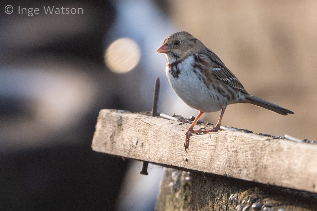 Harris's Sparrow - ML524096411