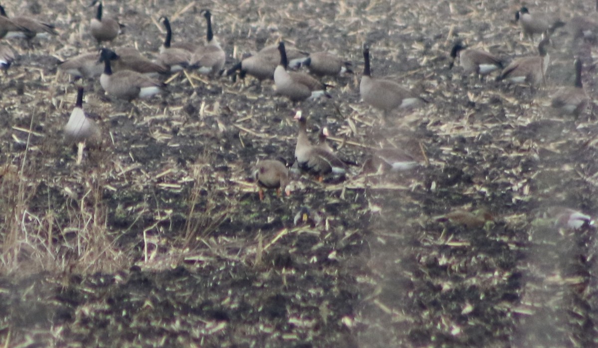 Greater White-fronted Goose - ML524096591