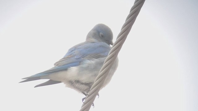 Mountain Bluebird - ML524096611