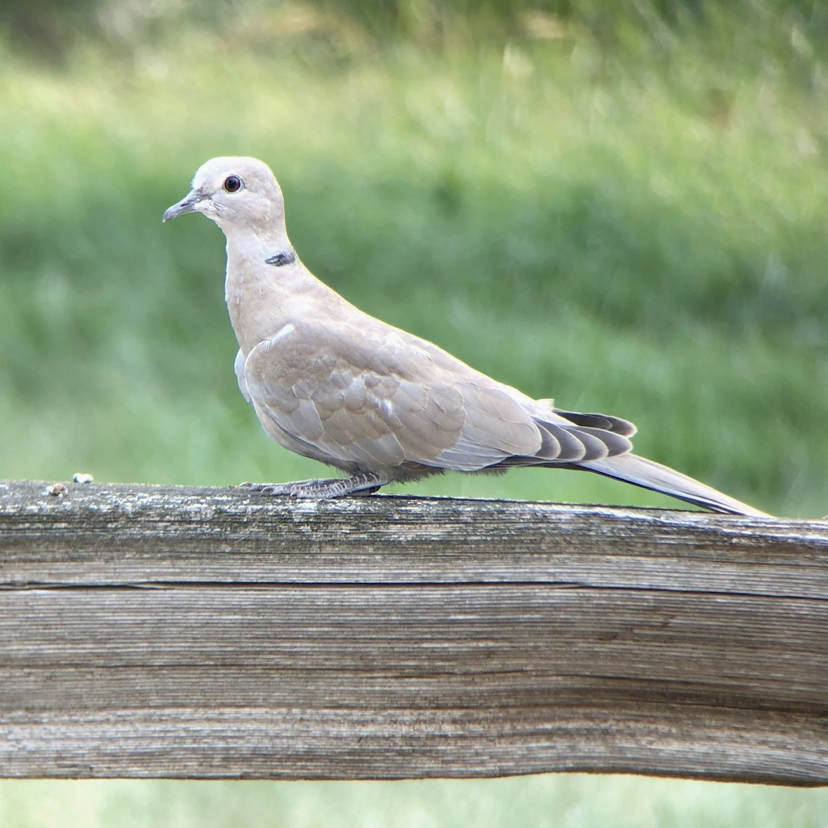 Eurasian Collared-Dove - Andrew Guttenberg