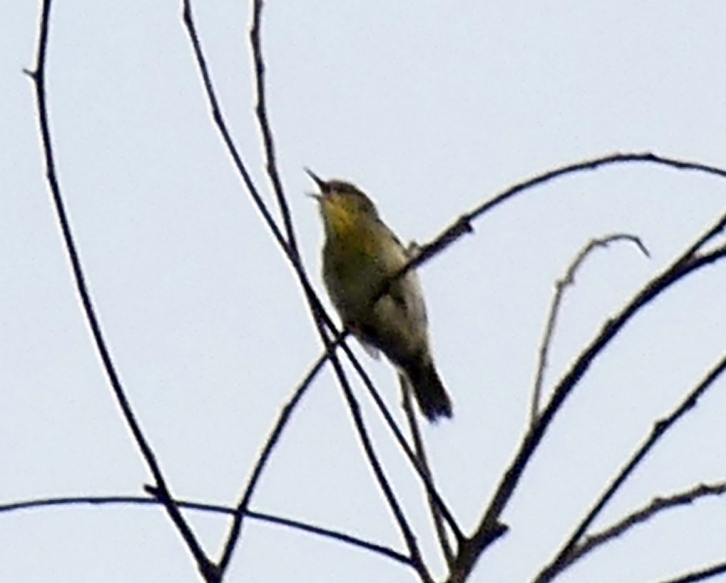 Stripe-throated Jery - Femi Faminu