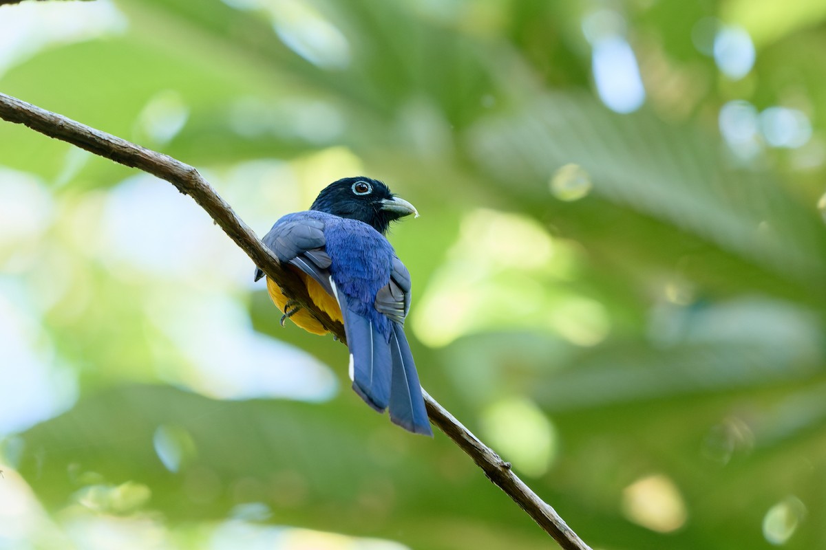 Green-backed Trogon - ML524097641