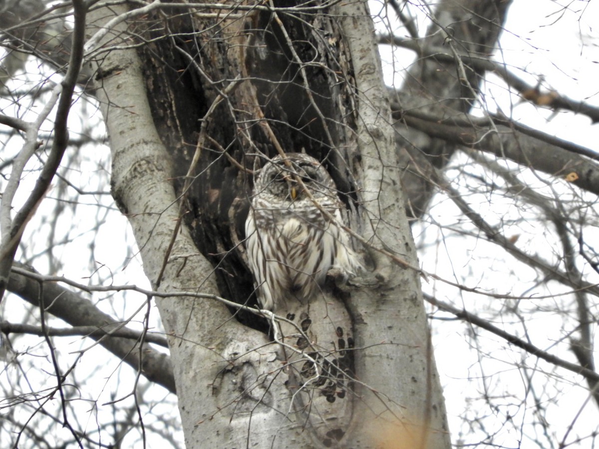 Barred Owl - ML524097951