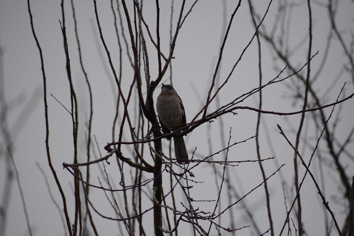 Northern Mockingbird - ML524098731