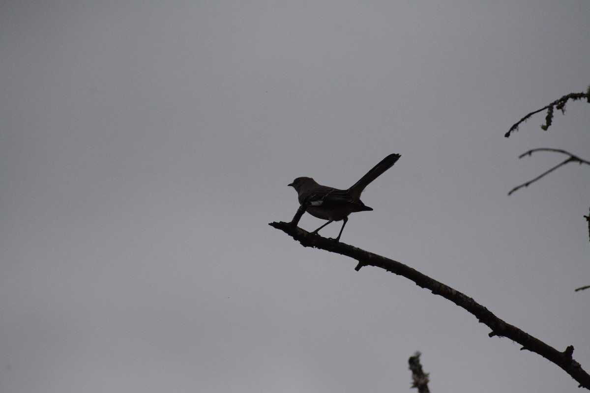 Northern Mockingbird - Wes Hoyer