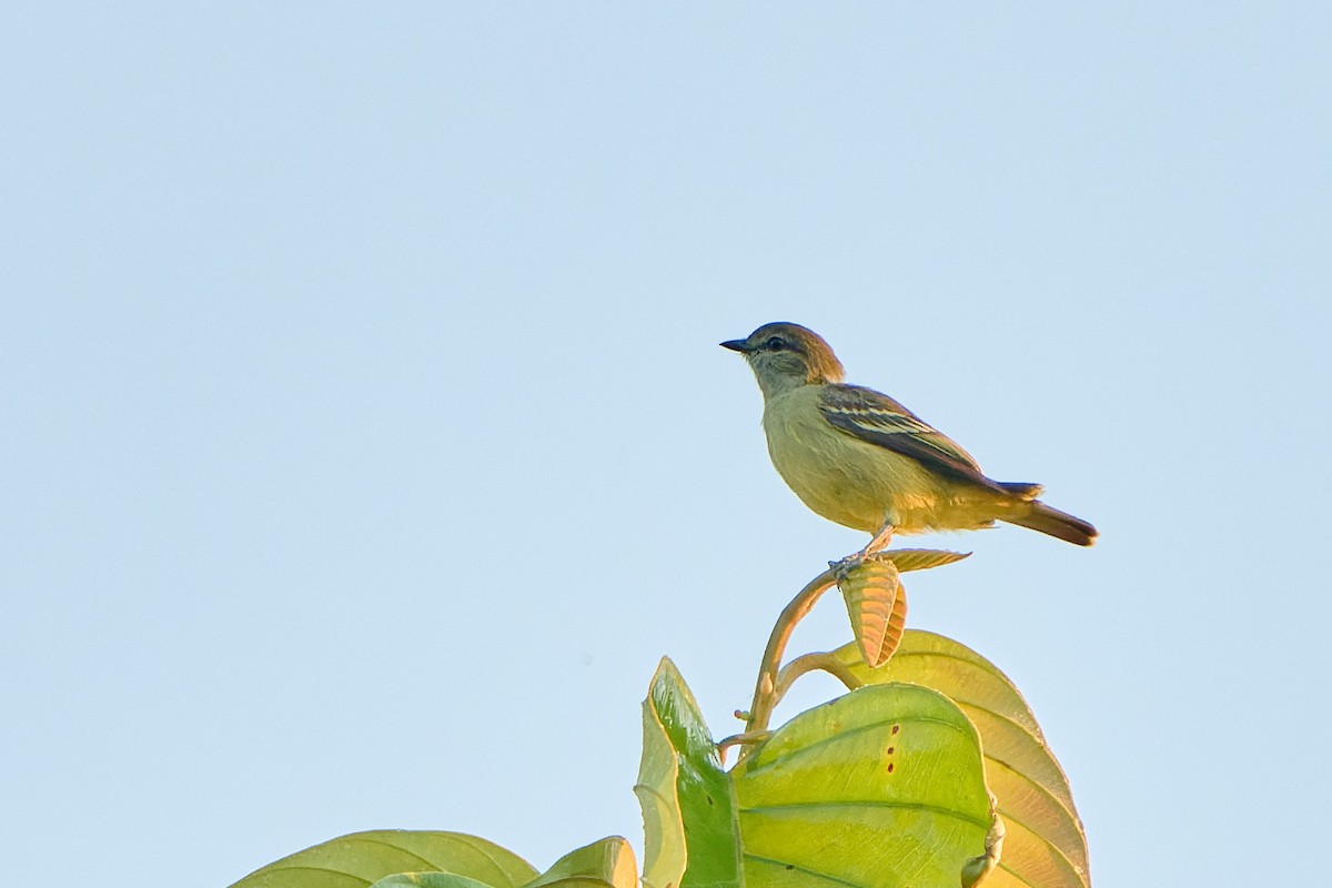 Yellow-crowned Tyrannulet - ML524098751