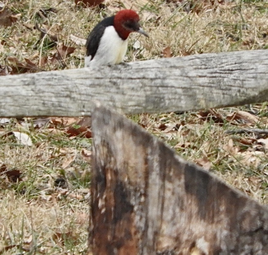 Red-headed Woodpecker - ML524099551