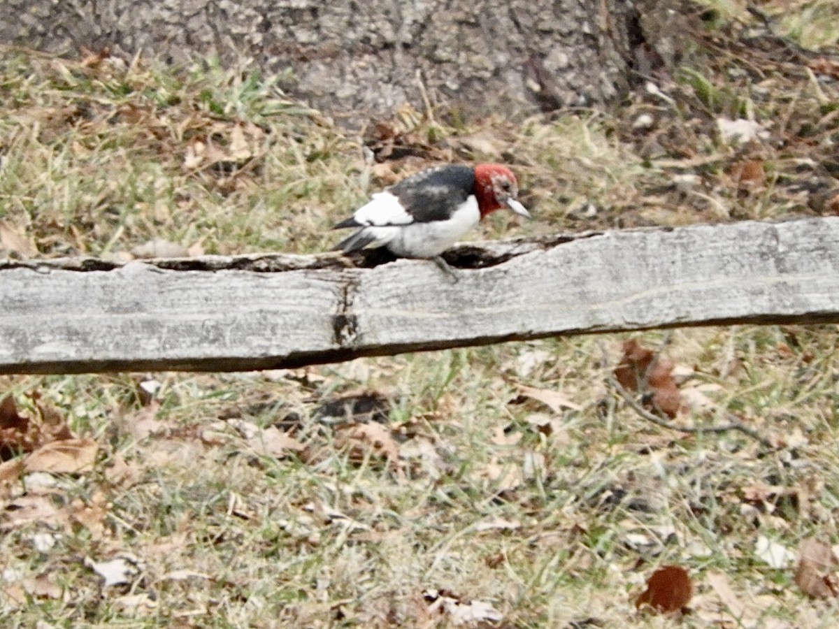Red-headed Woodpecker - Lois Rockhill