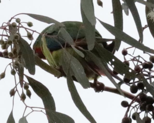 Swift Parrot - ML524100501