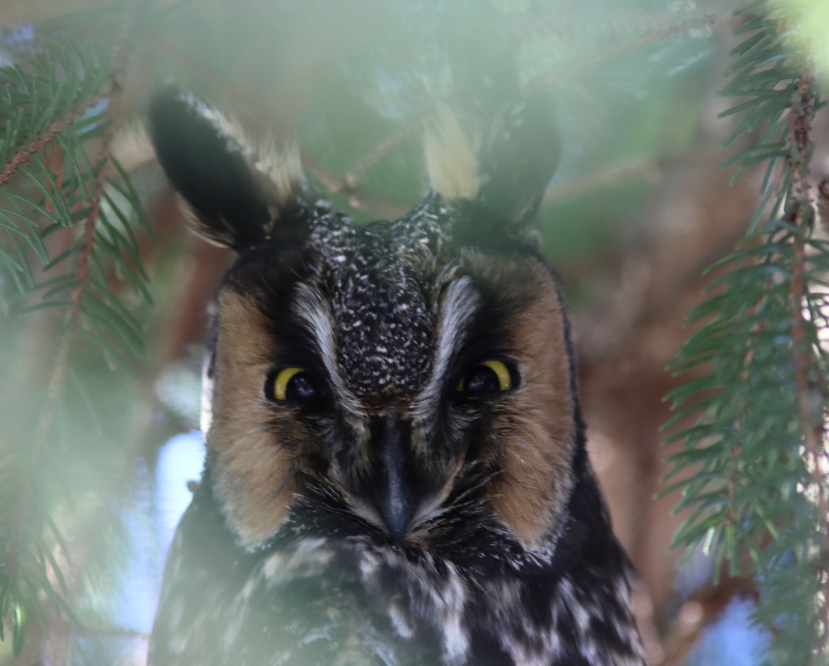 Long-eared Owl - ML524100891