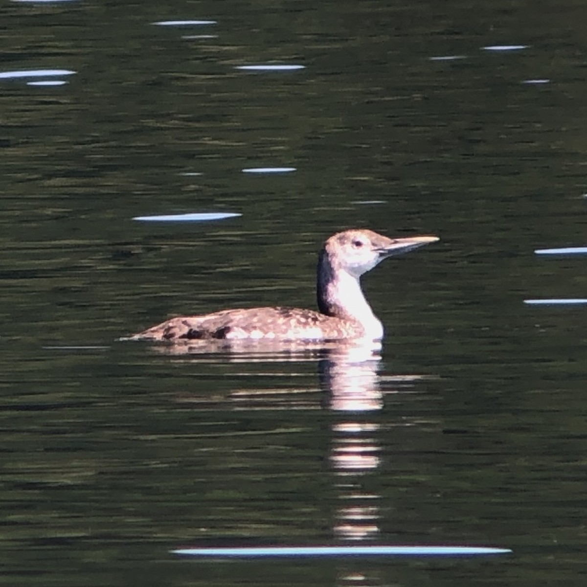 Yellow-billed Loon - ML524101191