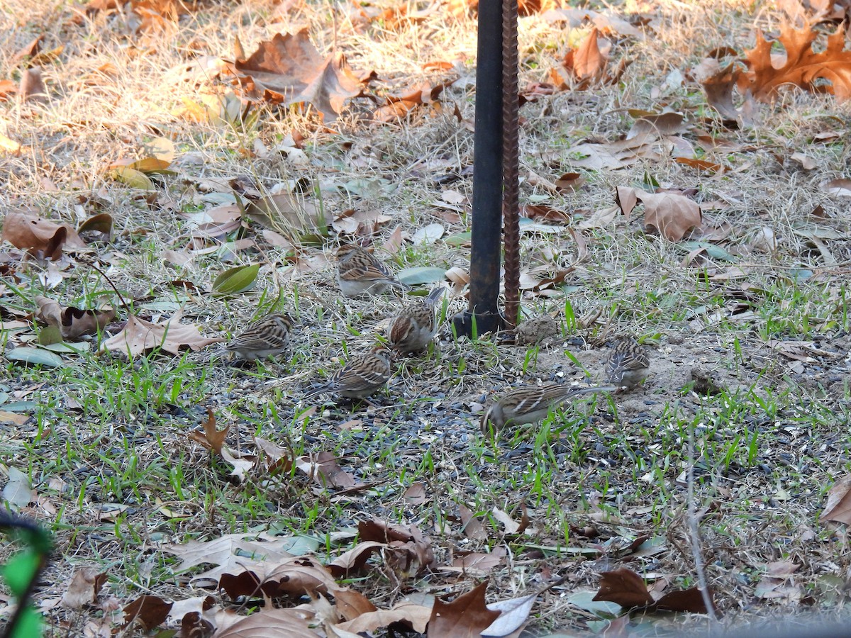 Chipping Sparrow - Cathy Mathias