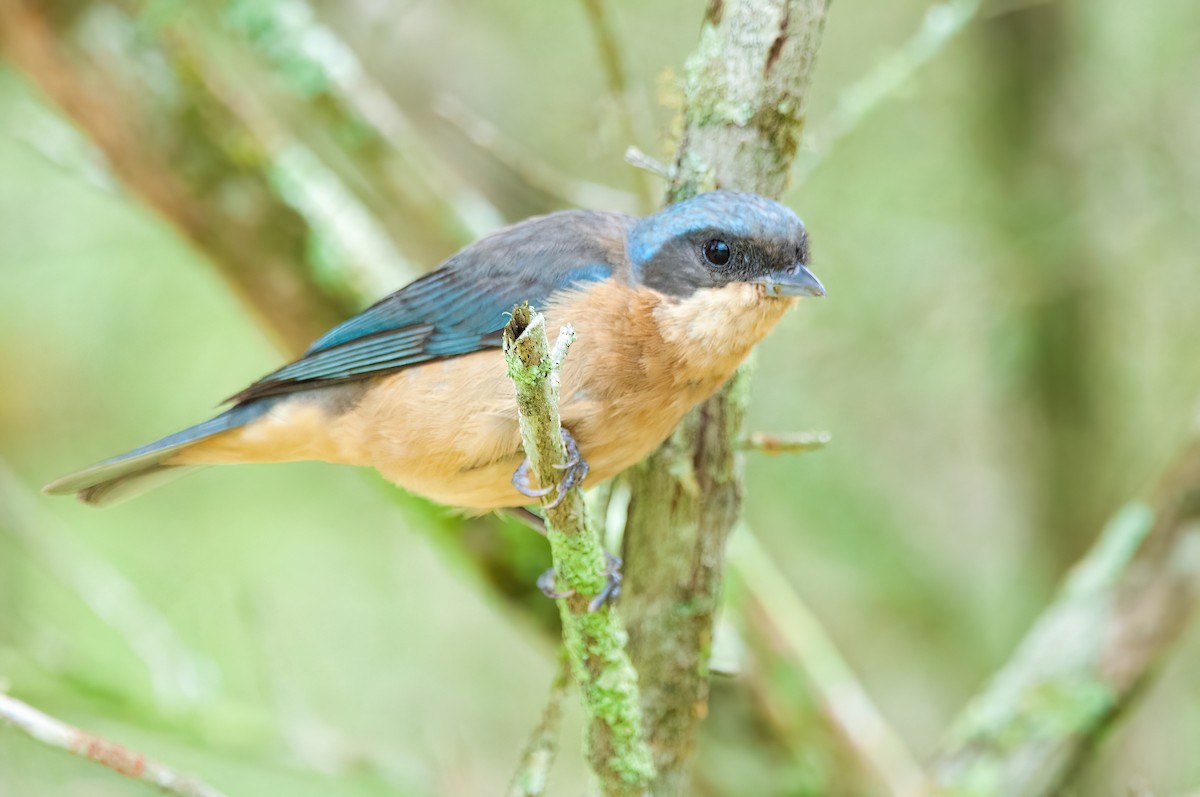 Fawn-breasted Tanager - Raphael Kurz -  Aves do Sul