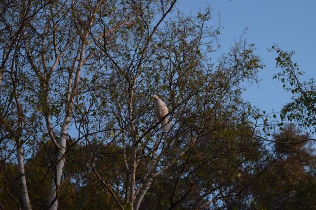 Australian Magpie (Tasmanian) - ML524103521