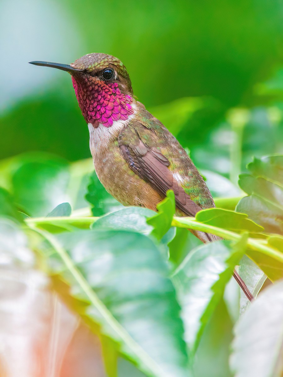 Amethyst Woodstar - Raphael Kurz -  Aves do Sul