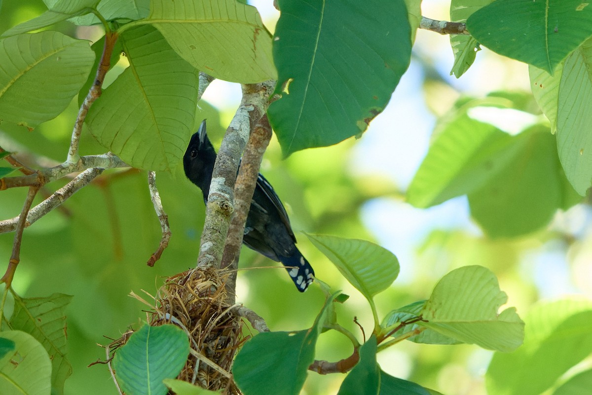 White-winged Becard - ML524104831