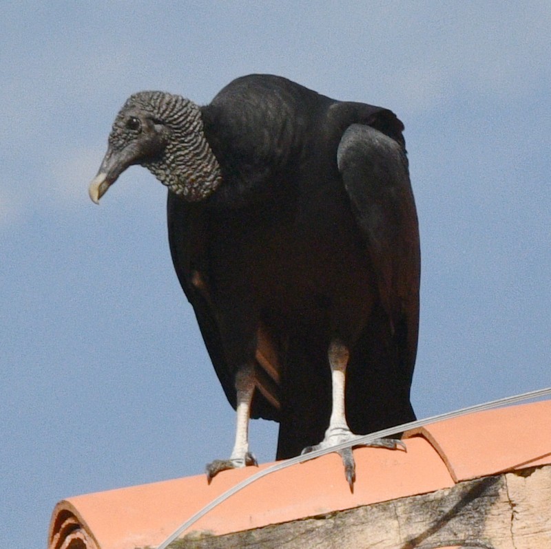 Black Vulture - ML524105641